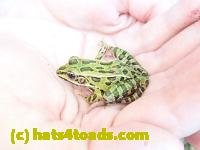 /home//u458753944/public_html/sourcegallery//////////Frogs/Mixed frogs/P8200332.JPG